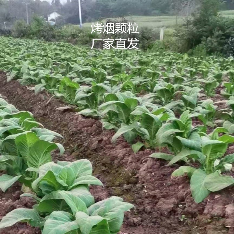 厂家直销烤烟颗粒 高热值木质颗粒 燃料棒 直发湖南郴州 永州邵阳图1